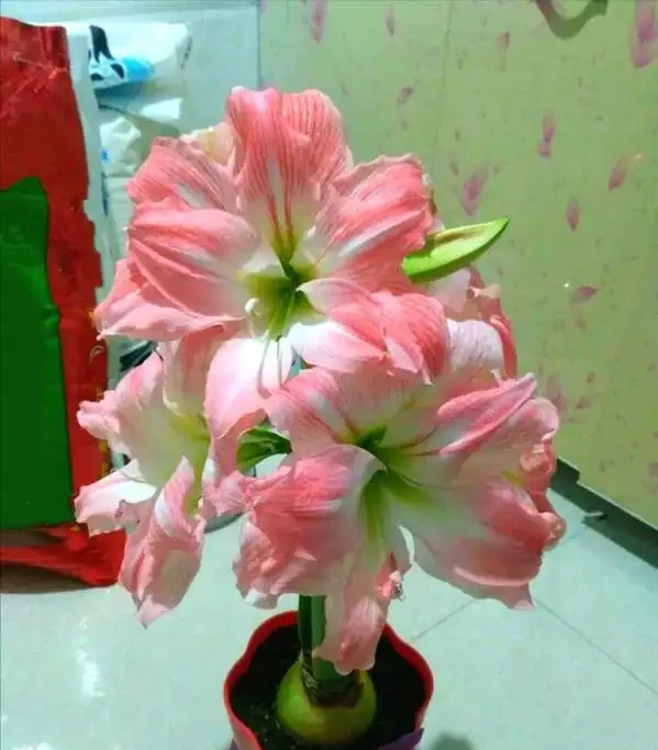 5種「耐寒花」,適合冬天養,多曬太陽,愛開花