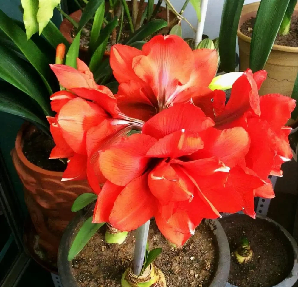 5種「耐寒花」,適合冬天養,多曬太陽,愛開花