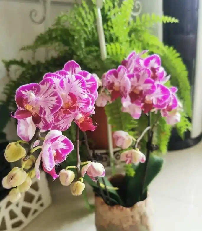 5種「耐寒花」,適合冬天養,多曬太陽,愛開花