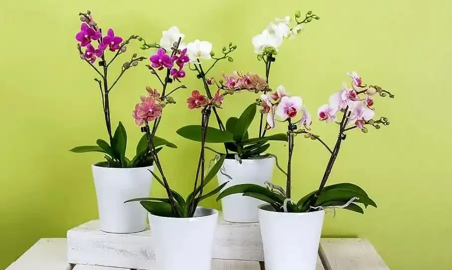 5種「耐寒花」,適合冬天養,多曬太陽,愛開花