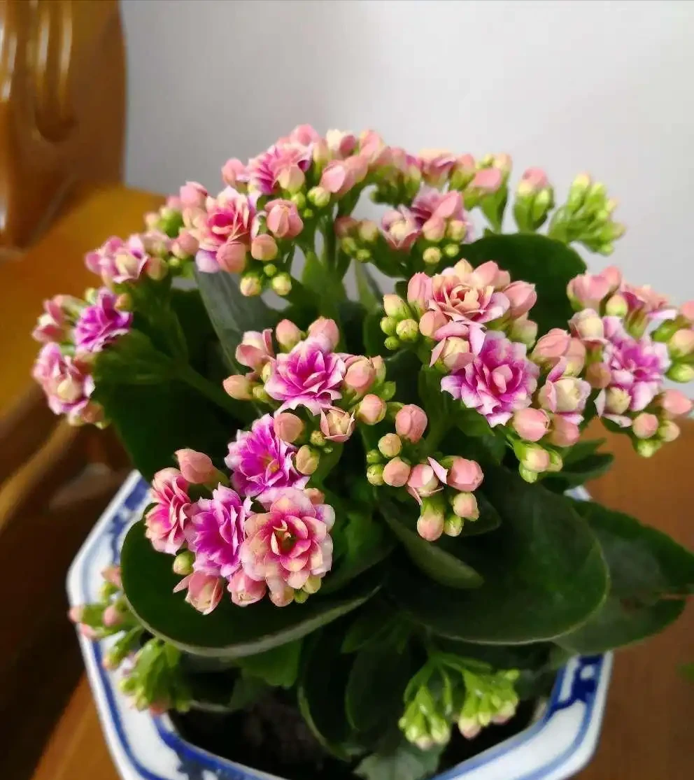 5種「耐寒花」,適合冬天養,多曬太陽,愛開花