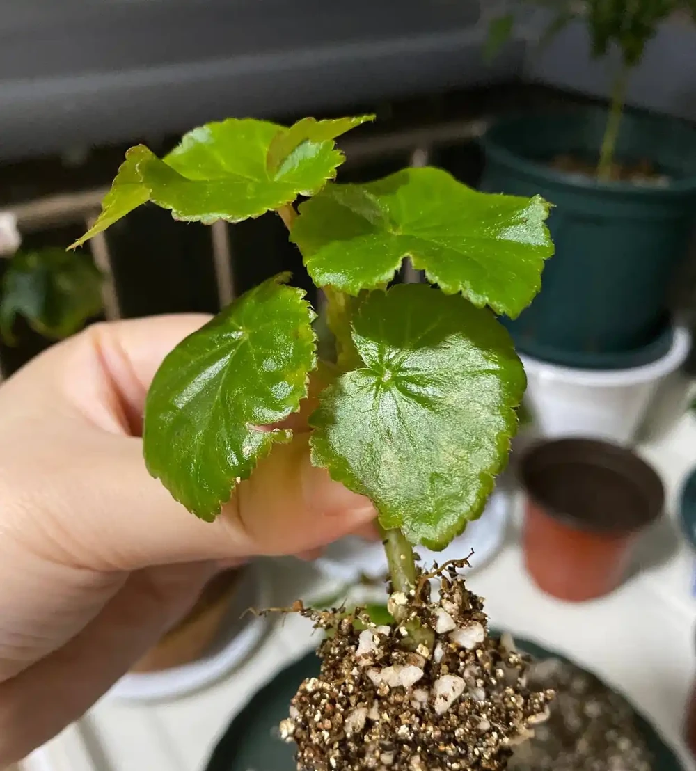5種「耐寒花」,適合冬天養,多曬太陽,愛開花