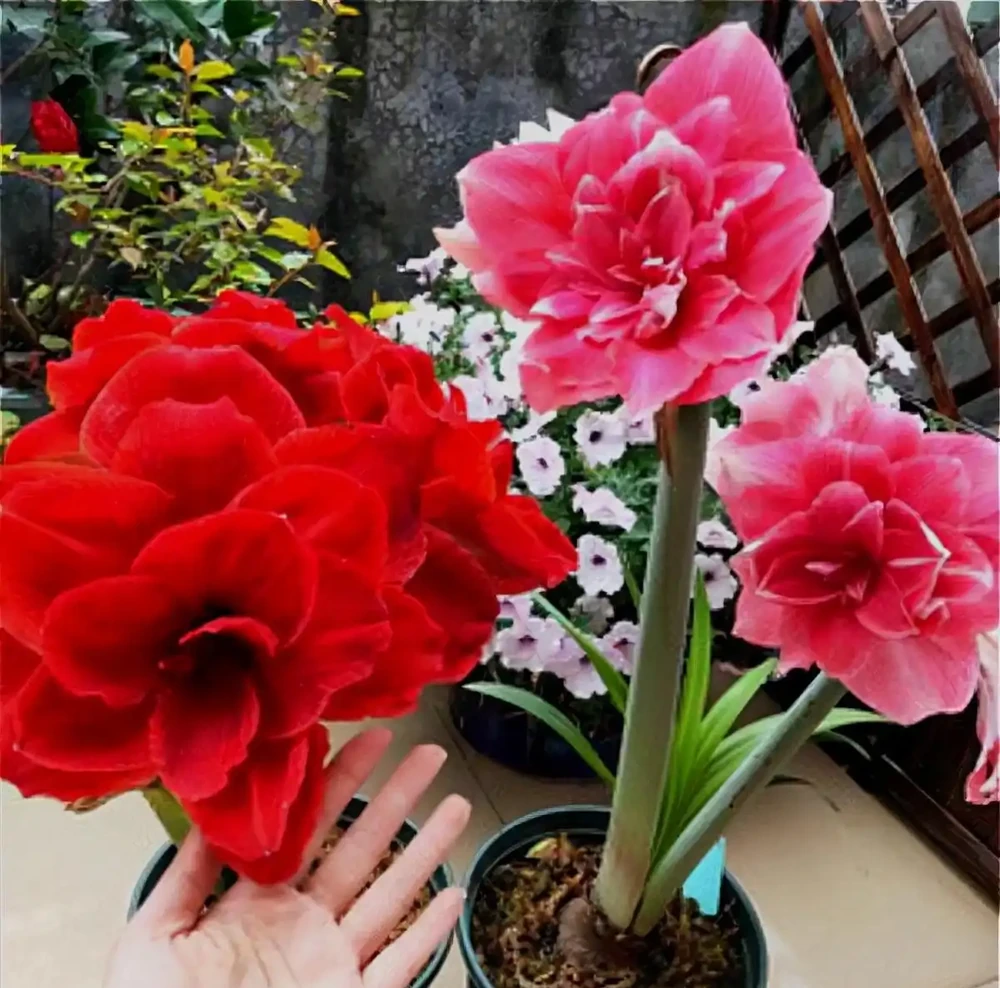 5種「耐寒花」,適合冬天養,多曬太陽,愛開花