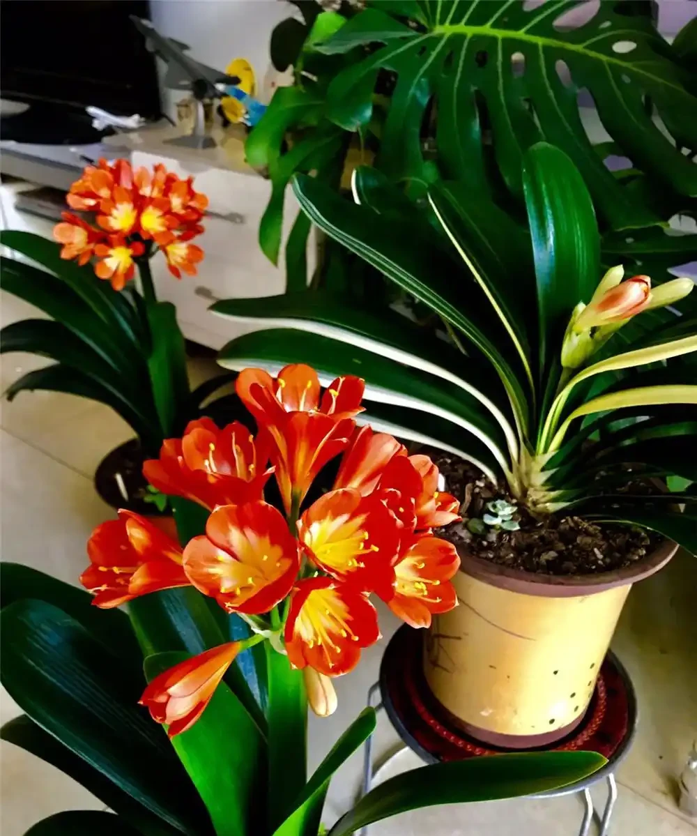 5種「耐寒花」,適合冬天養,多曬太陽,愛開花
