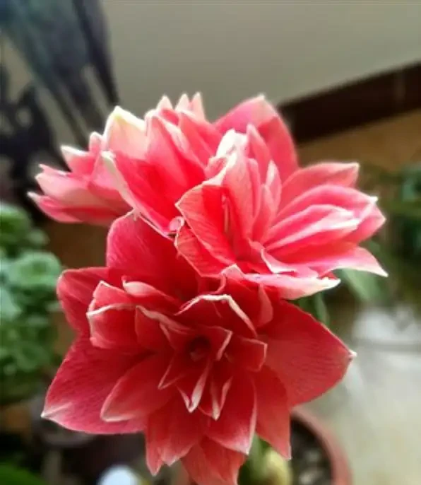 5種「耐寒花」,適合冬天養,多曬太陽,愛開花
