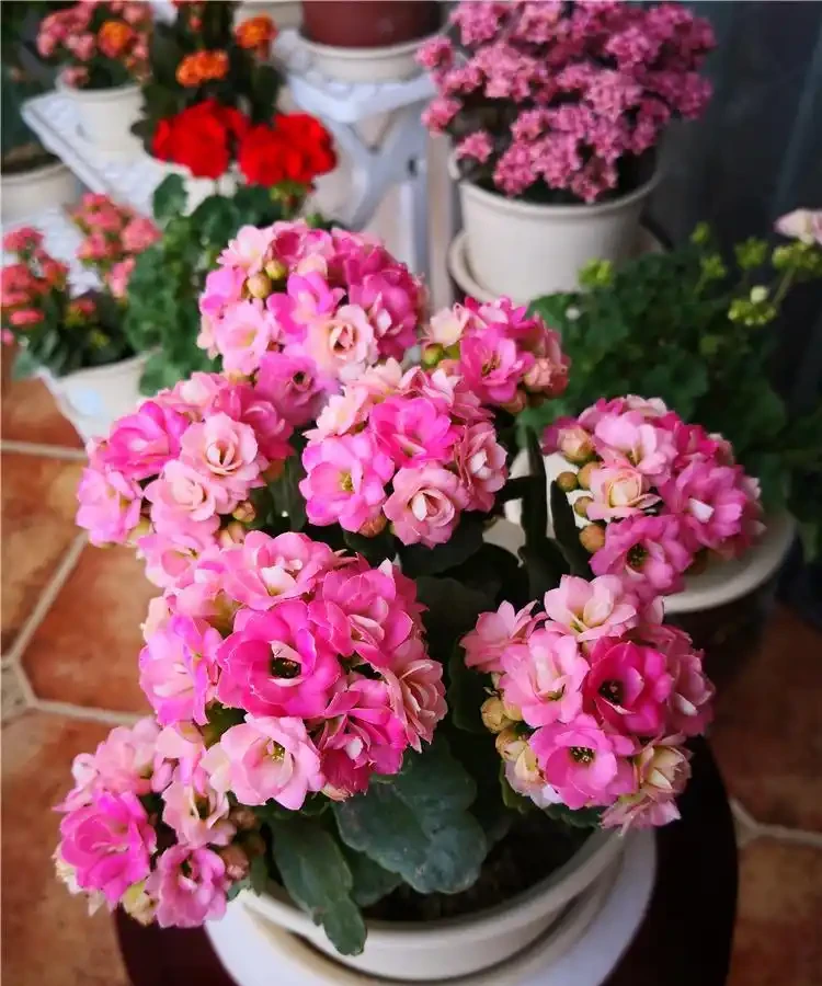 5種「耐寒花」,適合冬天養,多曬太陽,愛開花