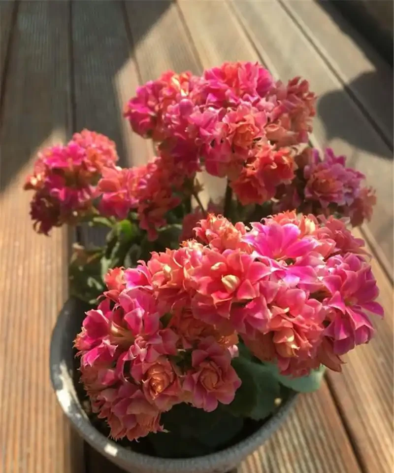 5種「耐寒花」,適合冬天養,多曬太陽,愛開花