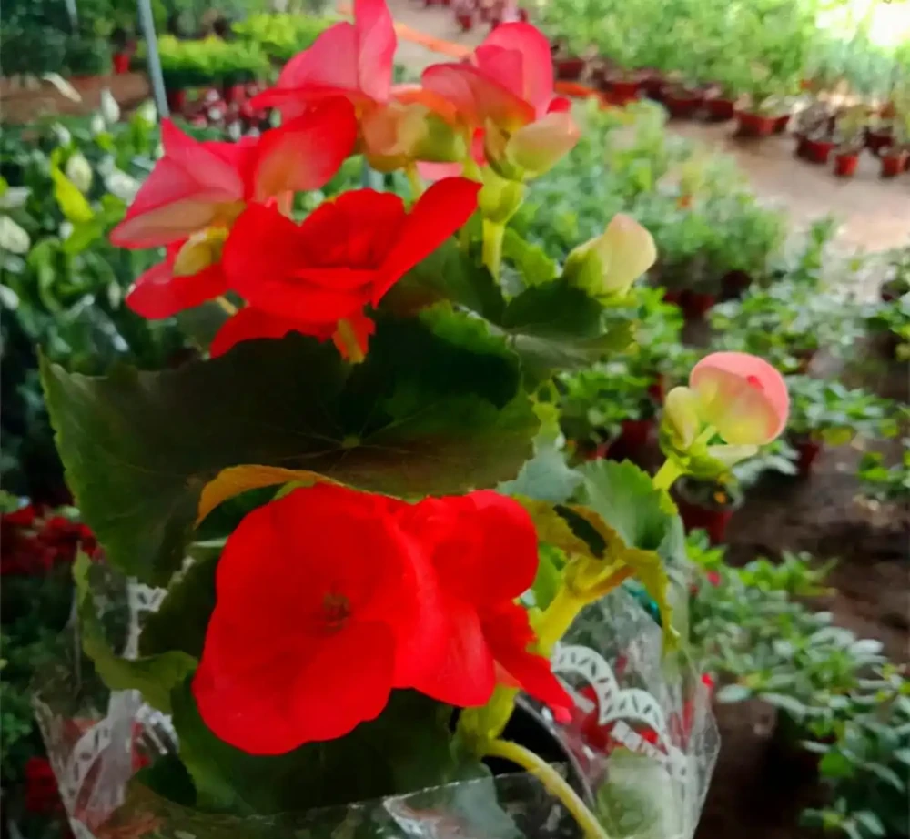 5種「耐寒花」,適合冬天養,多曬太陽,愛開花