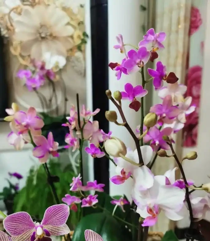 5種「耐寒花」,適合冬天養,多曬太陽,愛開花