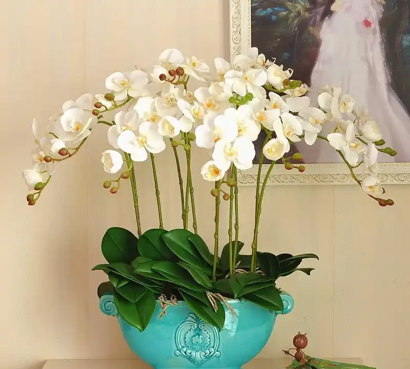 5種「耐寒花」,適合冬天養,多曬太陽,愛開花