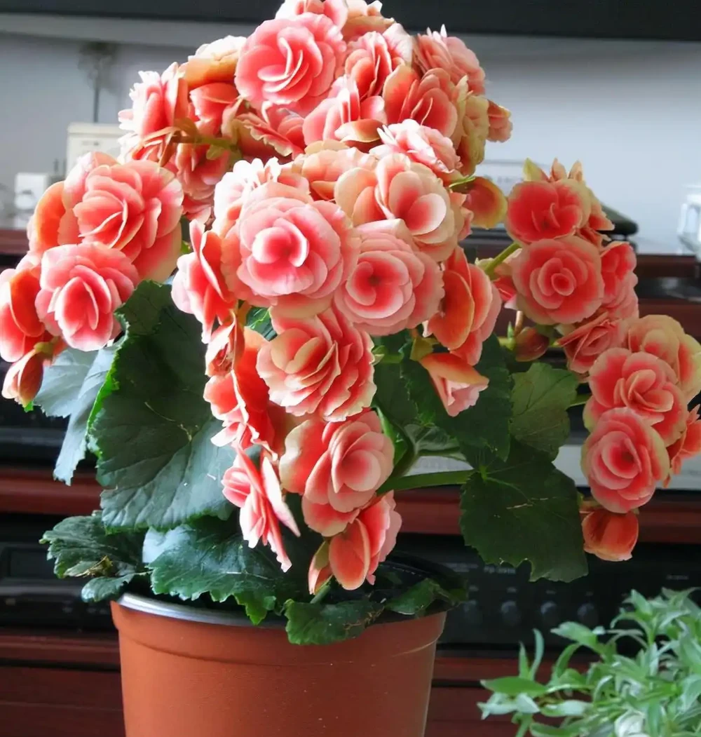 5種「耐寒花」,適合冬天養,多曬太陽,愛開花