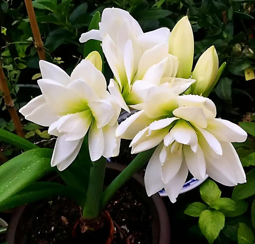 5種「耐寒花」,適合冬天養,多曬太陽,愛開花
