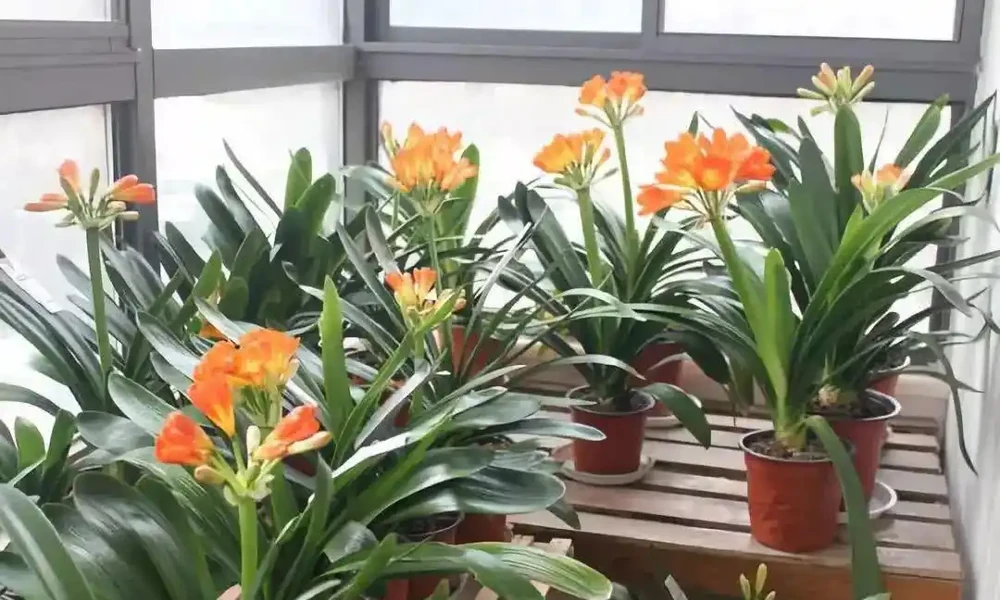 5種「耐寒花」,適合冬天養,多曬太陽,愛開花