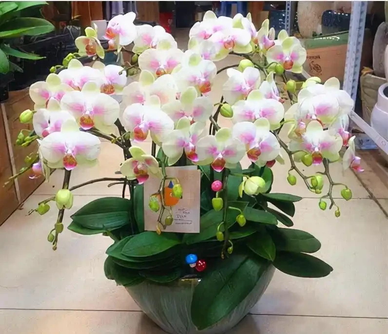 5種「耐寒花」,適合冬天養,多曬太陽,愛開花