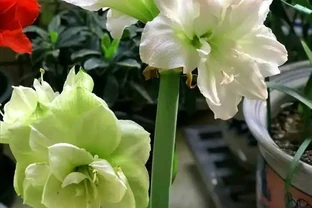 5種「耐寒花」，適合冬天養，多曬太陽，愛開花