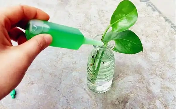 營養液怎麼用?