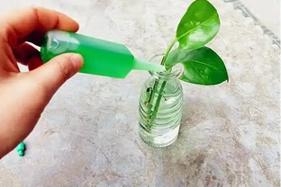 營養液怎麼用？