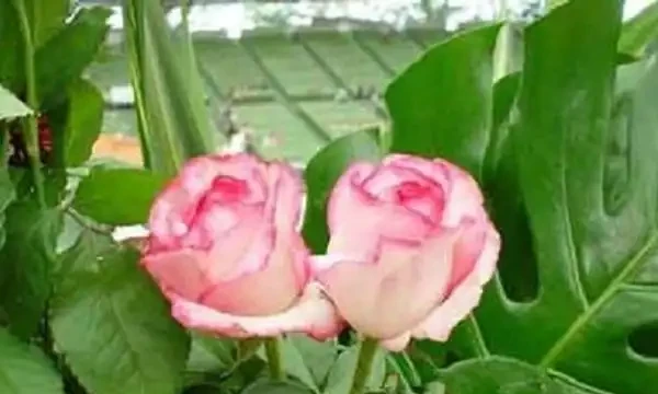 十大最貴的玫瑰花品種:朱麗葉上榜,第2拿破崙之妻最愛