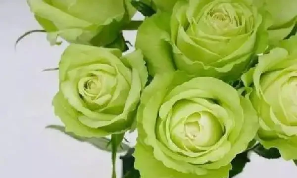 十大最貴的玫瑰花品種:朱麗葉上榜,第2拿破崙之妻最愛