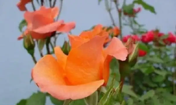 十大最貴的玫瑰花品種:朱麗葉上榜,第2拿破崙之妻最愛