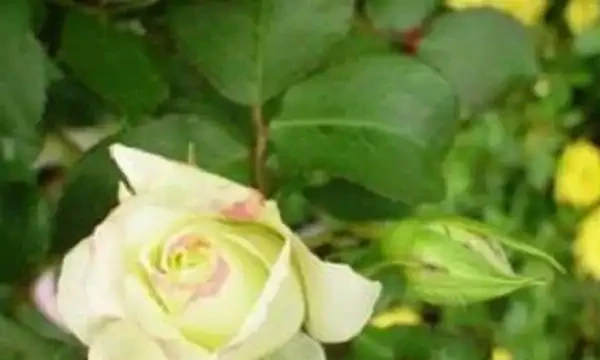 十大最貴的玫瑰花品種:朱麗葉上榜,第2拿破崙之妻最愛