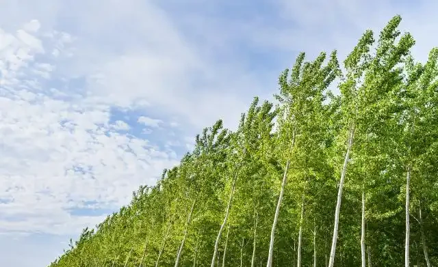 楊樹快速增粗的辦法有哪些?如何提高楊樹的產量?