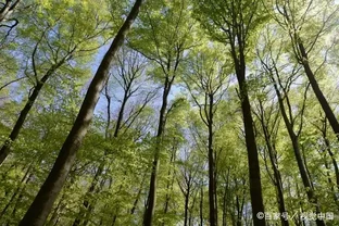 楊樹快速增粗的辦法有哪些？如何提高楊樹的產量？