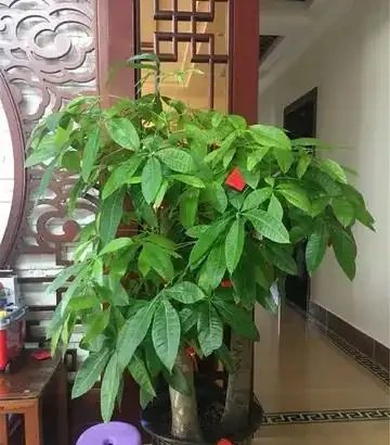 12種「耐陰花」,家裡沒太陽,照樣長滿盆,貴氣漂亮,旺家又養人