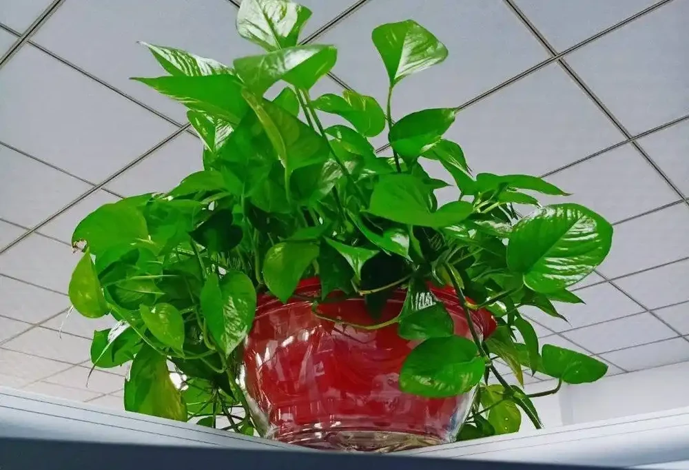 12種「耐陰花」,家裡沒太陽,照樣長滿盆,貴氣漂亮,旺家又養人