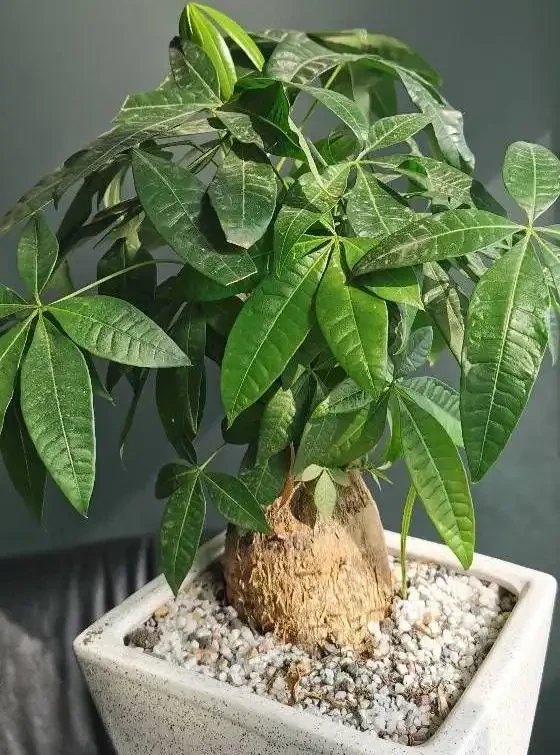 12種「耐陰花」,家裡沒太陽,照樣長滿盆,貴氣漂亮,旺家又養人