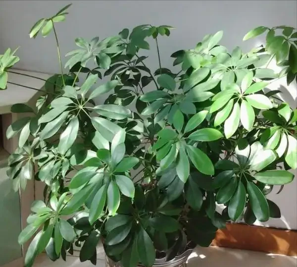 12種「耐陰花」,家裡沒太陽,照樣長滿盆,貴氣漂亮,旺家又養人