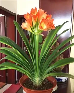 12種「耐陰花」,家裡沒太陽,照樣長滿盆,貴氣漂亮,旺家又養人
