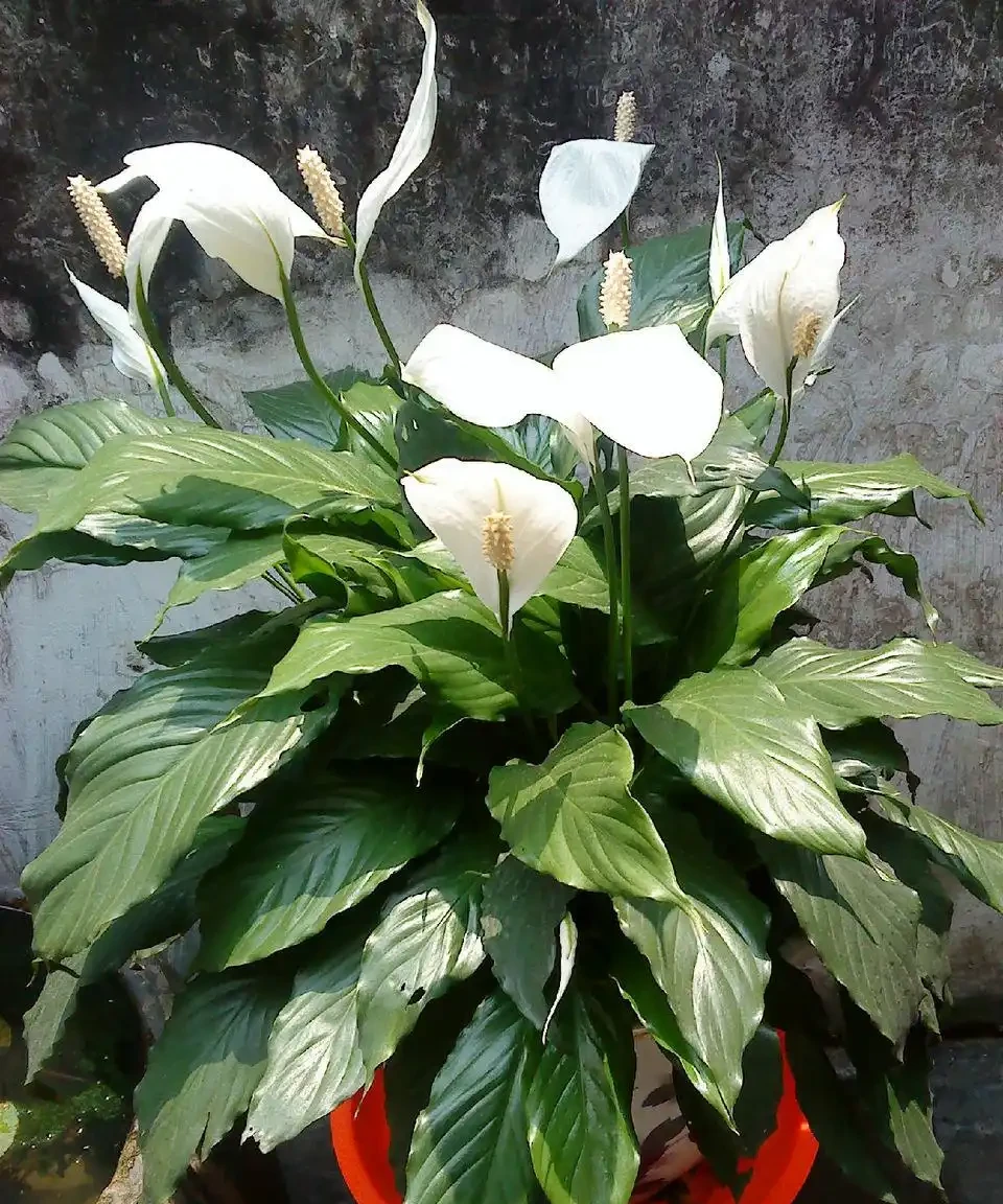 12種「耐陰花」,家裡沒太陽,照樣長滿盆,貴氣漂亮,旺家又養人