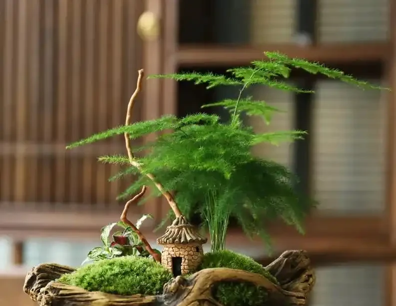 12種「耐陰花」,家裡沒太陽,照樣長滿盆,貴氣漂亮,旺家又養人