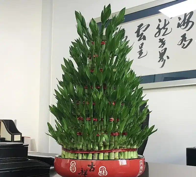 12種「耐陰花」,家裡沒太陽,照樣長滿盆,貴氣漂亮,旺家又養人
