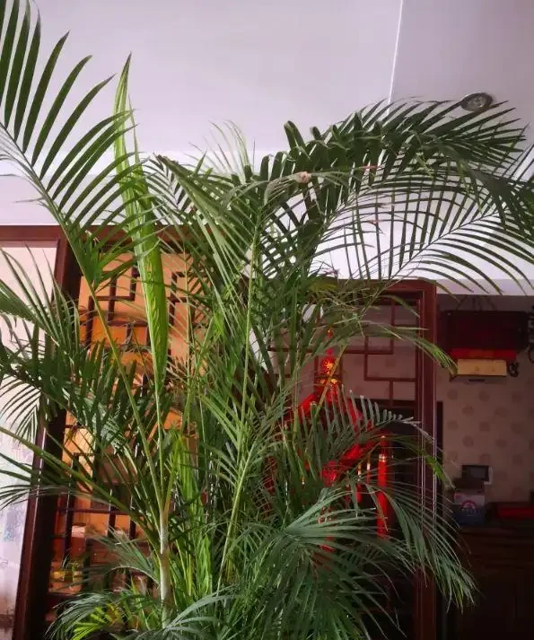 12種「耐陰花」,家裡沒太陽,照樣長滿盆,貴氣漂亮,旺家又養人