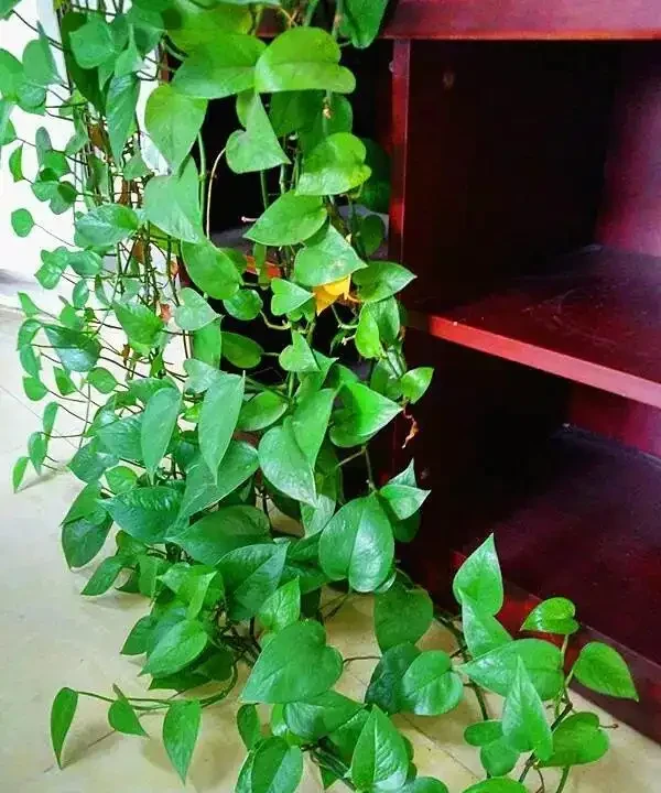 12種「耐陰花」,家裡沒太陽,照樣長滿盆,貴氣漂亮,旺家又養人