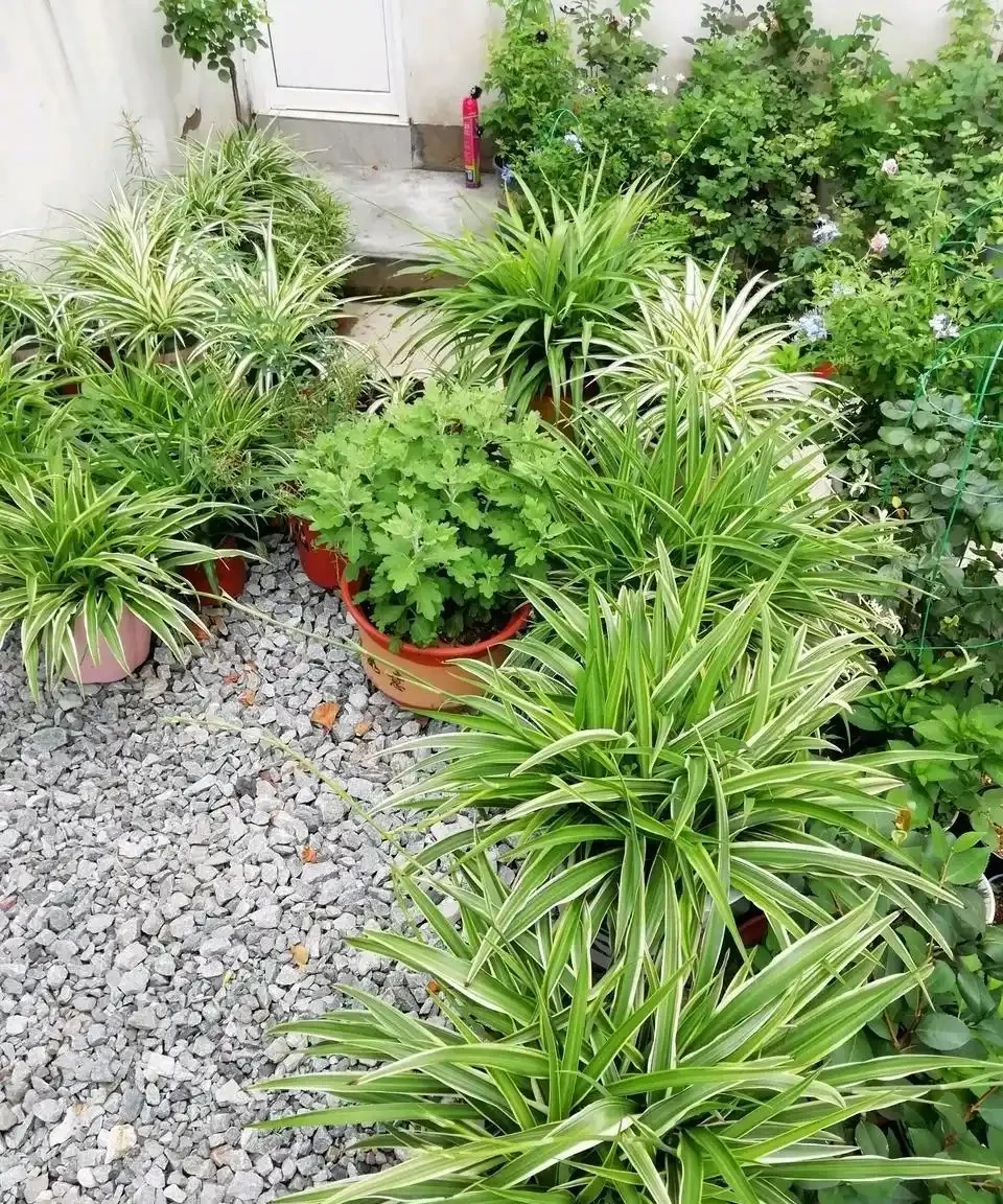 12種「耐陰花」,家裡沒太陽,照樣長滿盆,貴氣漂亮,旺家又養人