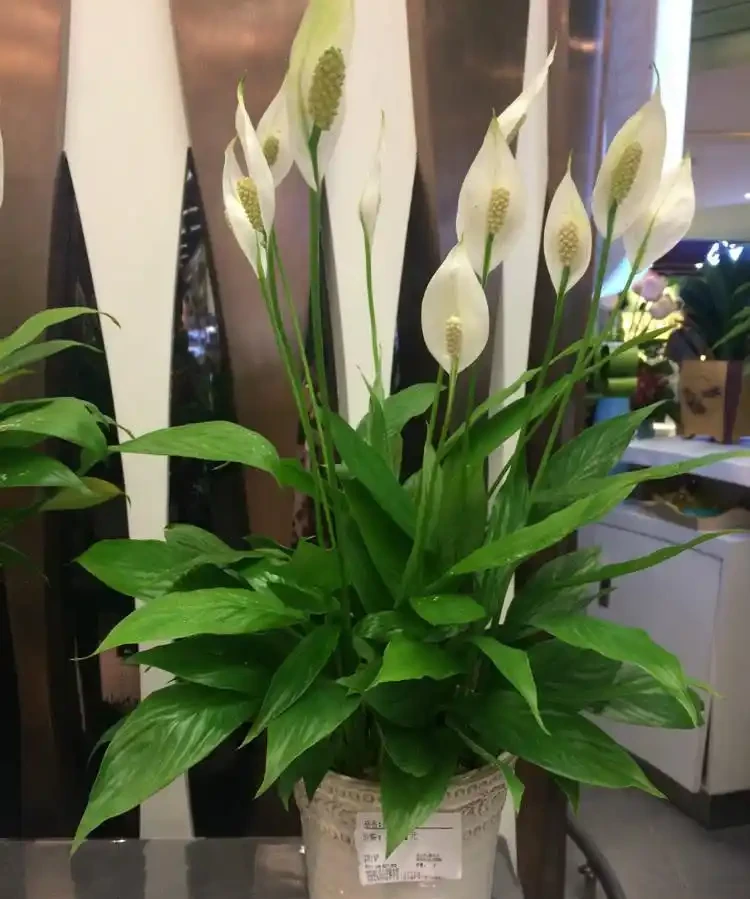 12種「耐陰花」，家裡沒太陽，照樣長滿盆，貴氣漂亮，旺家又養人