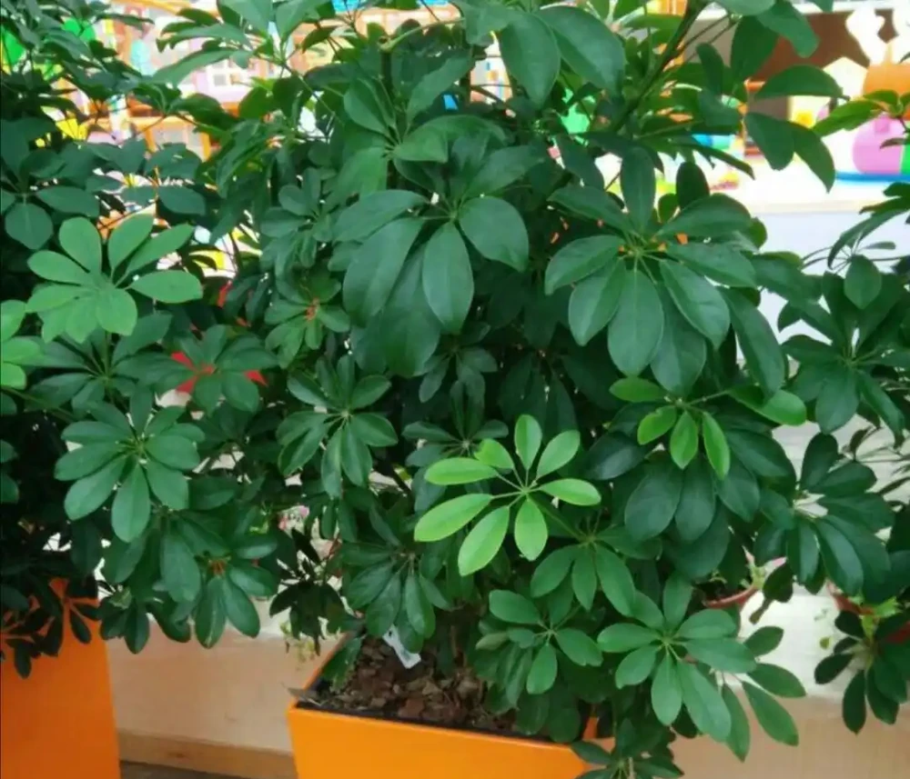 12種「耐陰花」,家裡沒太陽,照樣長滿盆,貴氣漂亮,旺家又養人