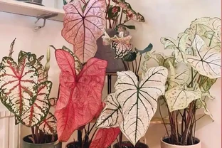12種「耐陰花」，家裡沒太陽，照樣長滿盆，貴氣漂亮，旺家又養人