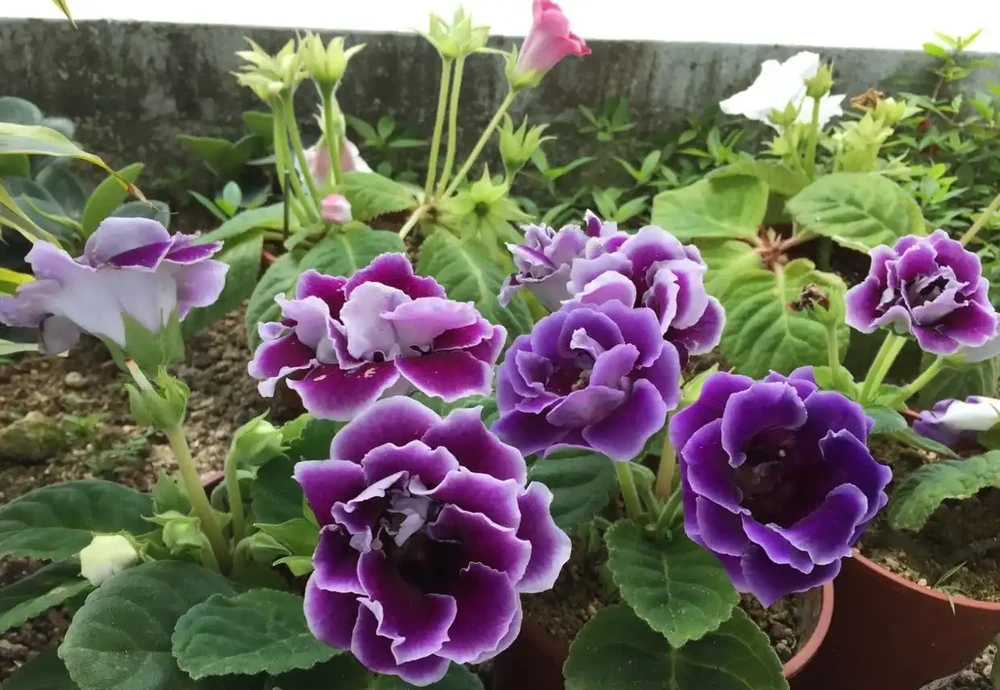 家裡光照不足,建議養這10種「耐陰花」,有點散光就能長得很美
