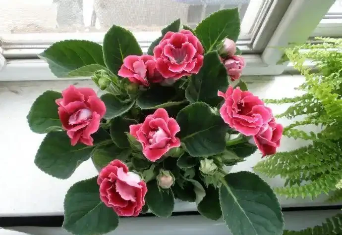 家裡光照不足,建議養這10種「耐陰花」,有點散光就能長得很美