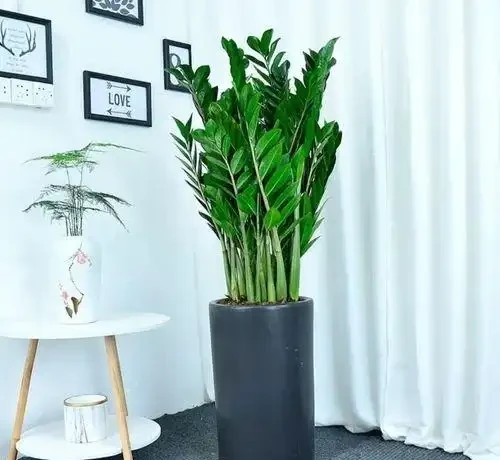 家裡光照不足,建議養這10種「耐陰花」,有點散光就能長得很美