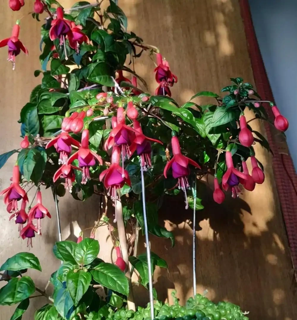 家裡光照不足,建議養這10種「耐陰花」,有點散光就能長得很美