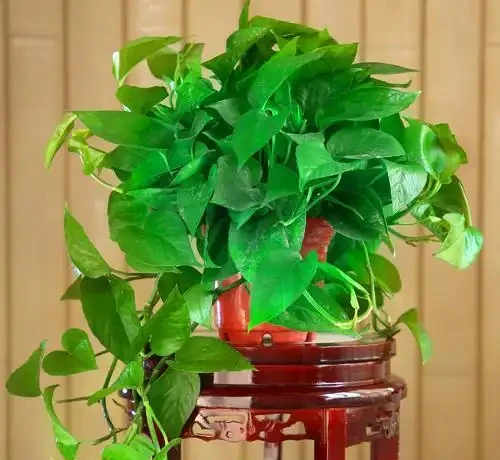 家裡光照不足,建議養這10種「耐陰花」,有點散光就能長得很美