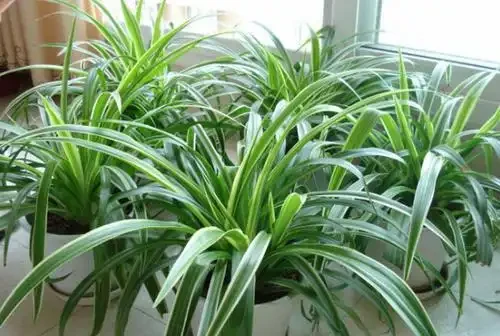 家裡光照不足,建議養這10種「耐陰花」,有點散光就能長得很美