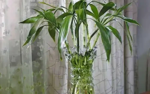 家裡光照不足,建議養這10種「耐陰花」,有點散光就能長得很美