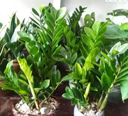 家裡光照不足,建議養這10種「耐陰花」,有點散光就能長得很美