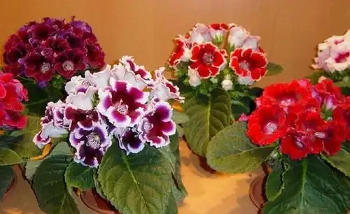 家裡光照不足,建議養這10種「耐陰花」,有點散光就能長得很美
